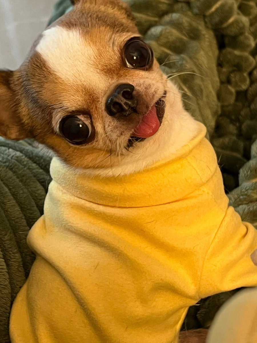 46edbrix615's tweet photo. Hey, look—this cute dog goes 叭看俳吠虾 (wait, does it mean "looks like a shrimp" Lol, so funny!) https://t.co/tp4IrVx2xC