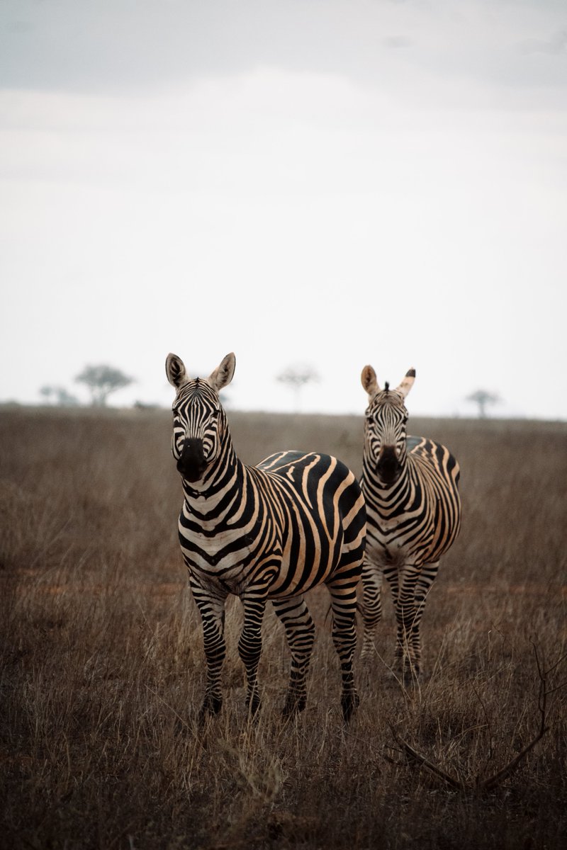 AlyAngel98's tweet photo. You’re on a safari and the vehicle suddenly stops, the guide says, "Looka herd of zebras is crossing." There’s a thrill in standing up and realizing they are watching you right back 🦓🇰🇪
#Canon #Kenya #Safari #NatGeo #Wildlife #Zebra #Tsavo @CanonUSA  @Canon @NatGeo @NatGeoPhotos https://t.co/Pxj8Mtrrtv
