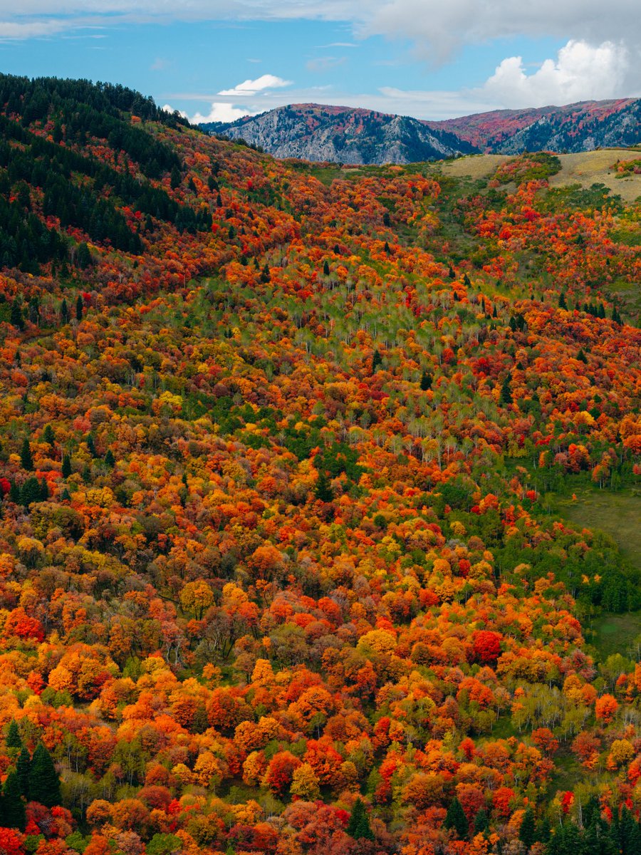 SnowbasinResort's tweet photo. SWIPE for Endless Fall Colors!! ➡️➡️

We promise you won’t want to miss out on this weekend’s Snowbasin visit🍁🍂💙😉 https://t.co/Cz9iq9HByZ