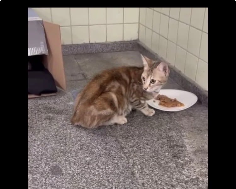 womanchildanima's tweet photo. PENDİK’te BU CAN SOKAKTA DOĞUM YAPMIŞ

YERİ KÖTÜ 
ORADA İSTEMİYORLAR
DÜZENLİ MAMA SU VEREN YOK

3 BEBESİ VAR

BİR KİMSE YOK MU ACİL KORUMAYA ALACAK???

ACİL İLAN

2-3 YENİDOĞANBEBEĞE  EV ORTAMINDA SÜT ANNE OLABİLİR

İletişim (aracı gönüllü
+90543 569 00 14
SADECE WAP MSJ https://t.co/NL7TU5iCDQ