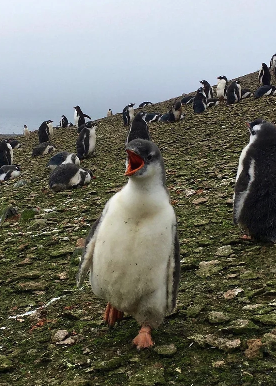 Polymarket's tweet photo. JUST IN: Scientists identify a new penguin species for the first time in 100+ years on a remote island in the Indian Ocean. https://t.co/Vi9AE1KjMb