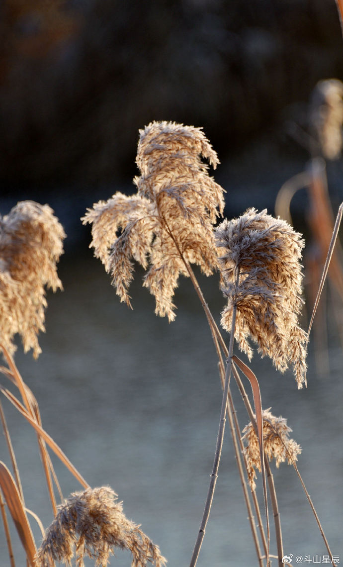 nel_lud4633's tweet photo. On a quiet winter day, a reed stalk holds a bud, silent and soft. https://t.co/TnqQUwsjyL