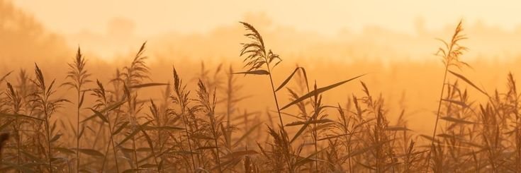 lokispoem's tweet photo. “my fingers on your flesh,
tracing Seas, Mountains, roads—
in you,
the map towards the field of reeds.”
— a little something i wrote when i fell in love with steven grant. #fallknight https://t.co/vNrND5rI2g