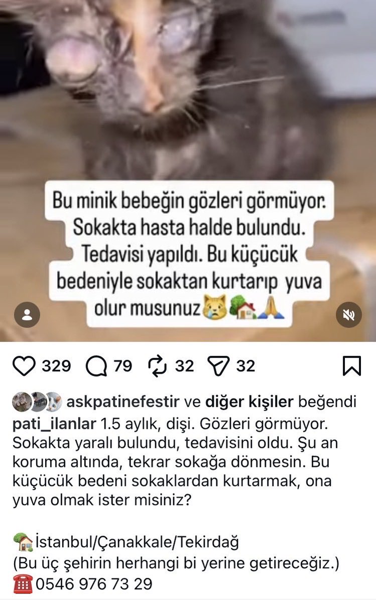 womanchildanima's tweet photo. Tedavi edilmiş 

Görme Engelli cana acil yuva 

İstanbul Çanakkale Tekirdağ illerinde yuva aranıyor https://t.co/rNr7gwq88g