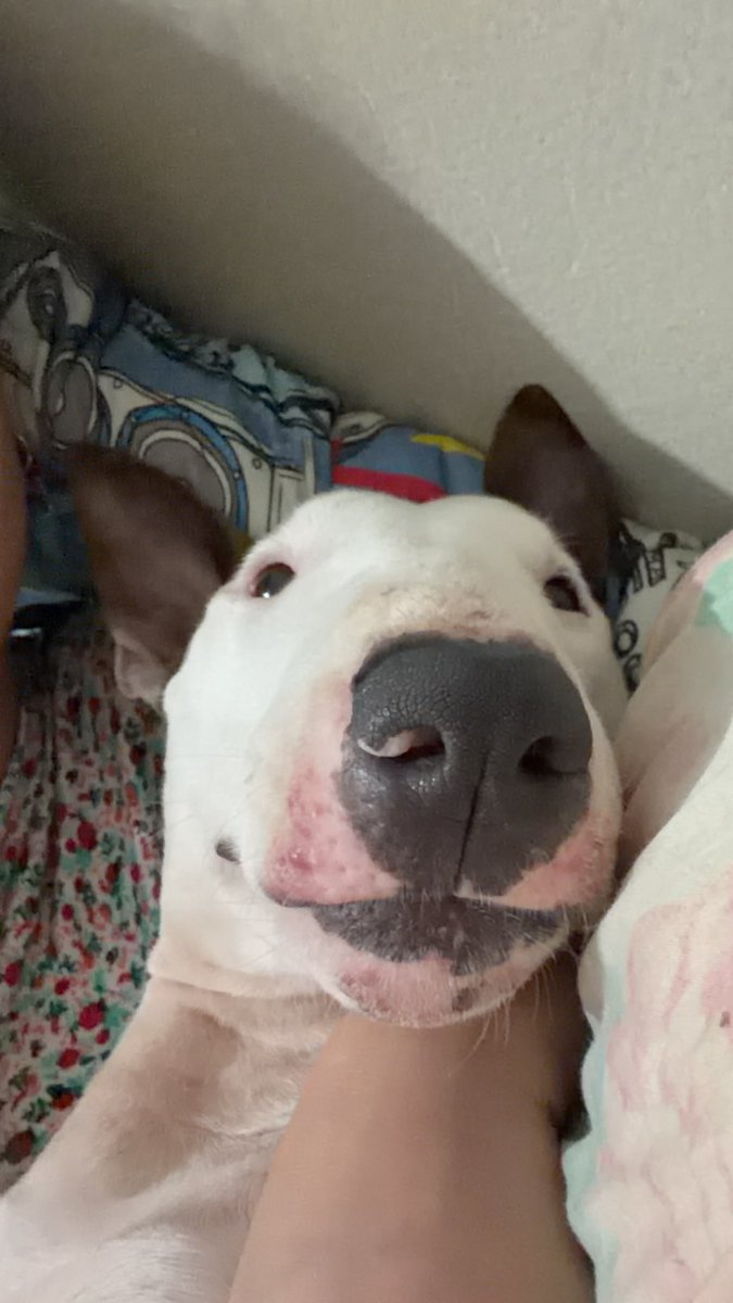 nandarinaz's tweet photo. as vezes eu quero sair na rua sem ter que interagir com as pessoas mas eu adotei um cachorro perneta com um nariz comicamente grande e se torna impossível essa missão https://t.co/Sil4NpEYBA
