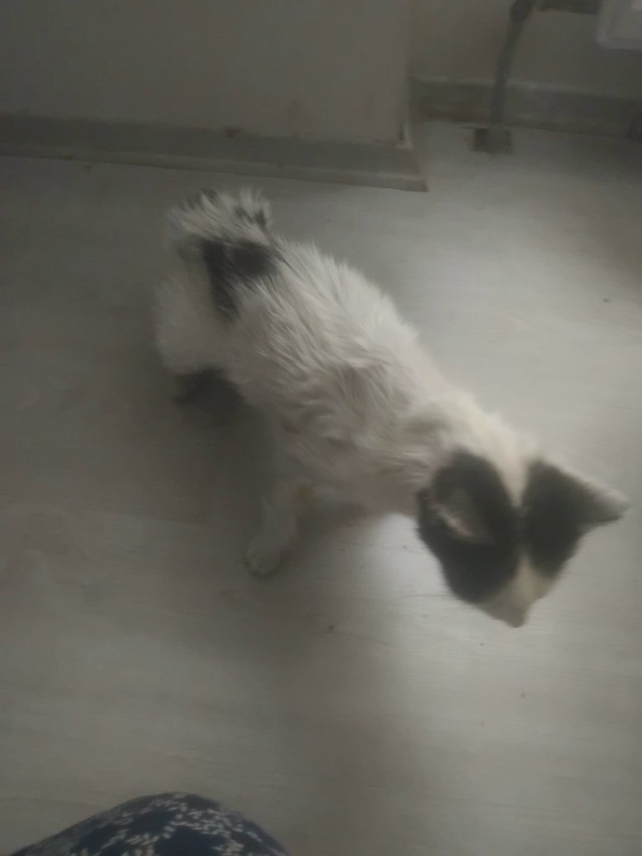 womanchildanima's tweet photo. ÇOK ACİL TEDAVİ SPONSORU🚨🚨

KEDİ BAYILMIŞ
DURUMLARI YOKMUŞ
SON DK KLİNİĞE GÖTÜRMÜŞLER🚨😔

Tekirdağ merkez kedide böbrek yetmezliği var vethelp kliniğinde yoğun bakımda durumu düzelince kan nakli ek tedaviler yapılacak şu an durumu stabil toparlanması bekleniyor 0544 840 62 55 https://t.co/mIm02b2vgl