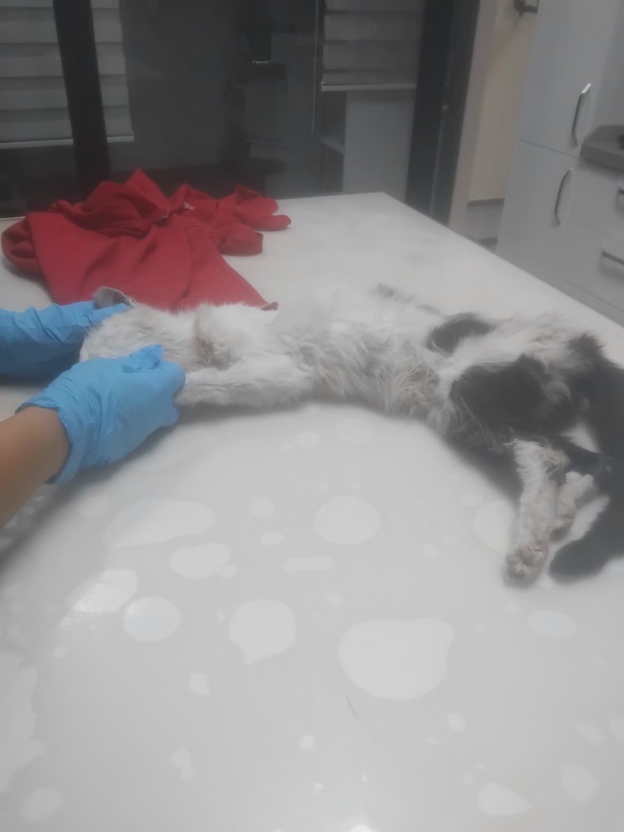 womanchildanima's tweet photo. ÇOK ACİL TEDAVİ SPONSORU🚨🚨

KEDİ BAYILMIŞ
DURUMLARI YOKMUŞ
SON DK KLİNİĞE GÖTÜRMÜŞLER🚨😔

Tekirdağ merkez kedide böbrek yetmezliği var vethelp kliniğinde yoğun bakımda durumu düzelince kan nakli ek tedaviler yapılacak şu an durumu stabil toparlanması bekleniyor 0544 840 62 55 https://t.co/mIm02b2vgl
