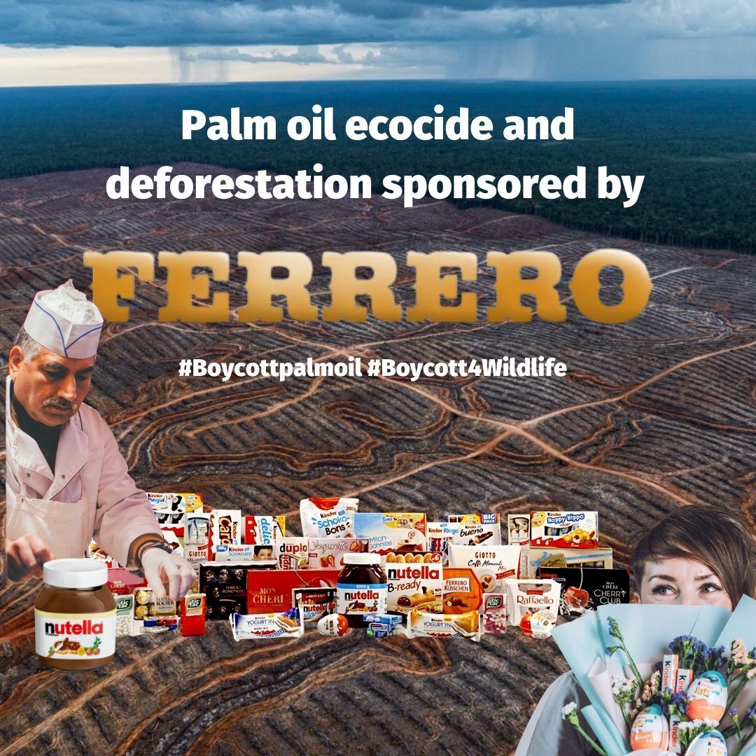 PalmOilDetect's tweet photo. DYK that #Nutella by #Ferrero contains forest-destroying #palmoil? Help #animals and #indigenous peoples by going #palmoilfree with your nut butters and cooking oil. Resist and #Boycottpalmoil #Boycott4Wildlife 🌴🔥🫢⛔️ learn more palmoildetect ➡️ https://t.co/vJtuz0pGtj https://t.co/BHoupycKxP