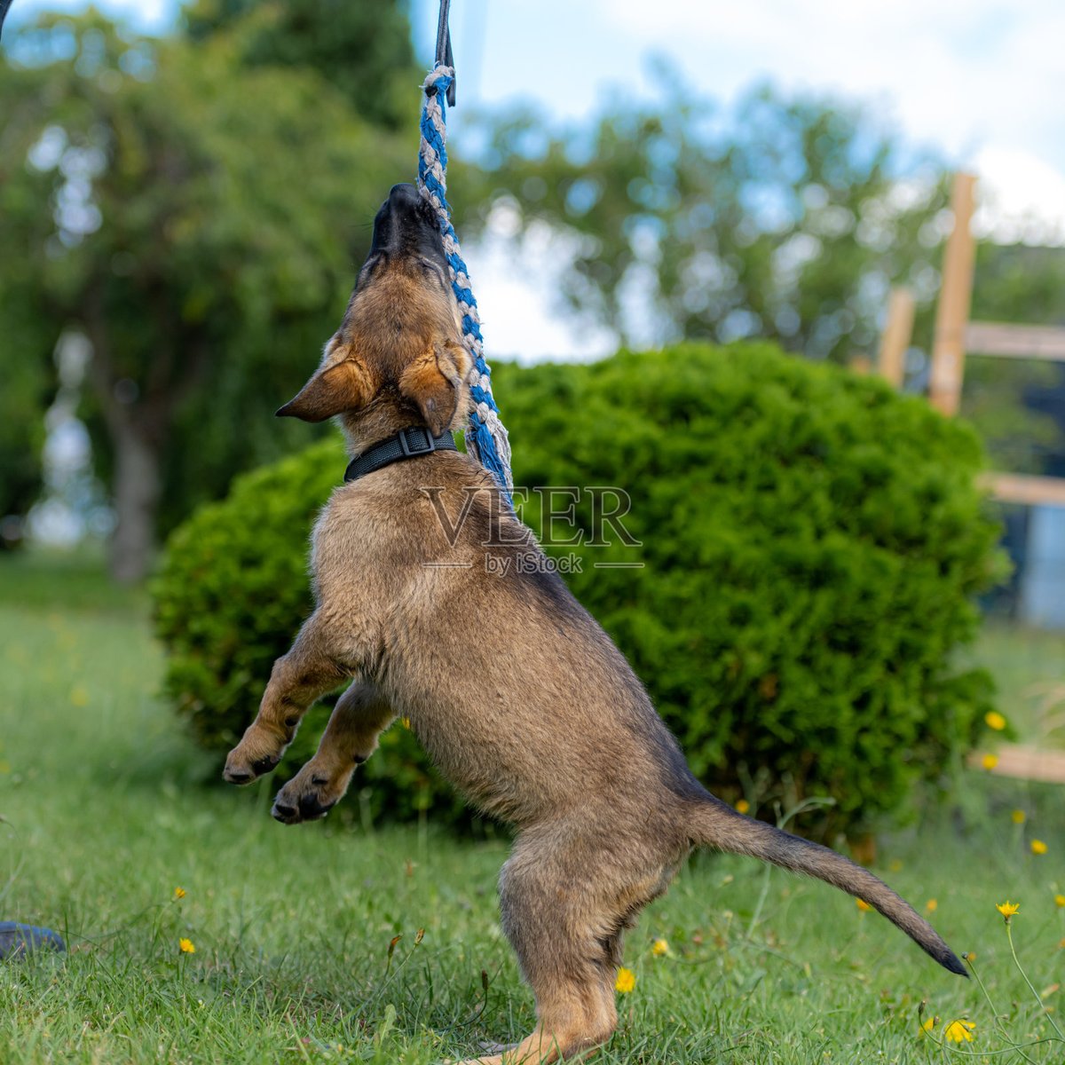 BrynleeBrymtbv's tweet photo. Mi perrito acaba de dar su primer paso Un nuevo capítulo de crecimiento empieza hoy! https://t.co/PHJSOEesm3