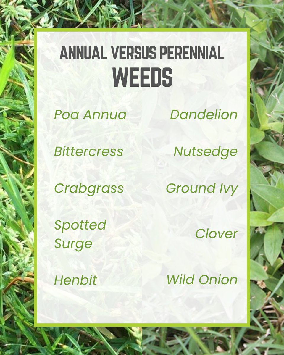 Greenswardturf's tweet photo. Not all weeds play by the same rules. Annual weeds complete their life cycle in one season, while perennial weeds can survive and return year after year. Knowing which youโre dealing with is key to controlling it.
#KeepItGreen ๐ฑ https://t.co/ceU4iJX2r6