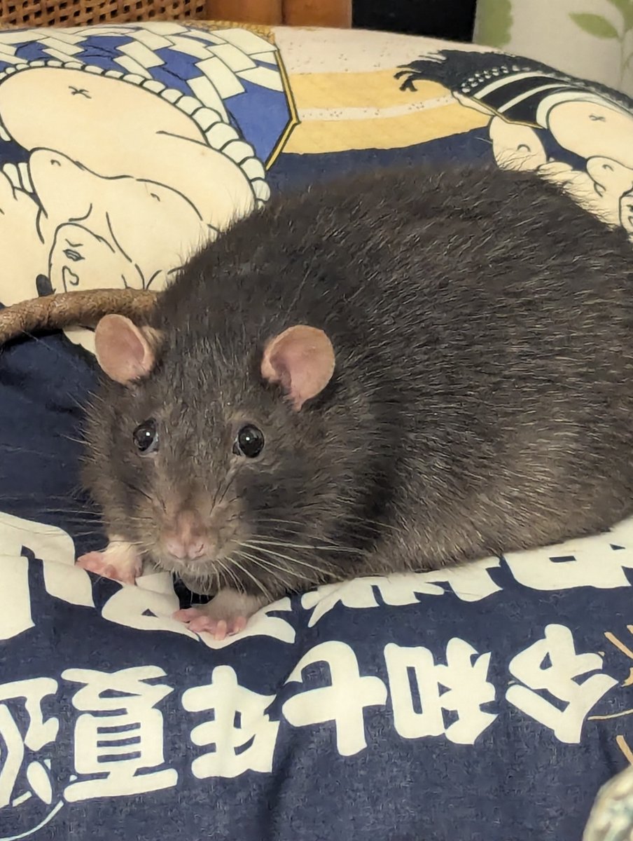 mukumimukumuku tweet picture