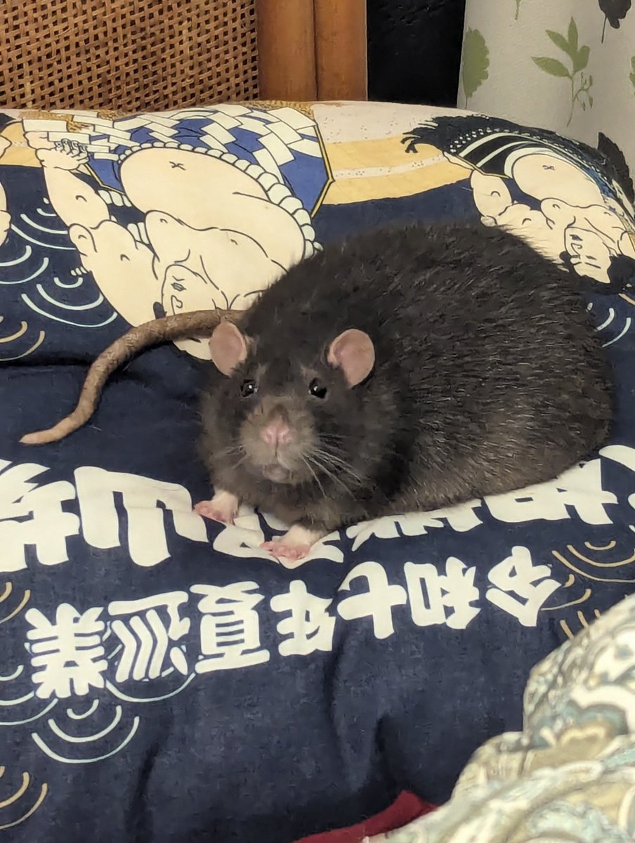 mukumimukumuku tweet picture