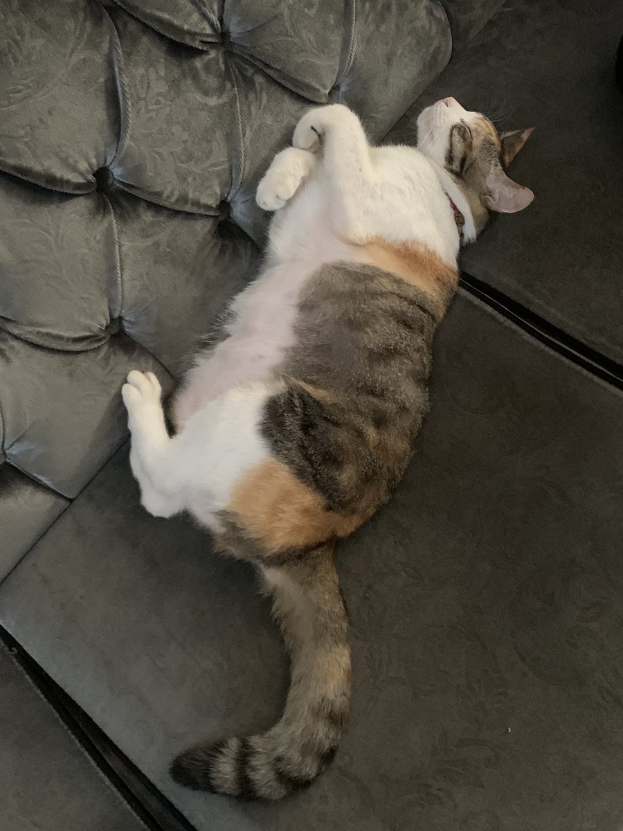 rosechord's tweet photo. recent pics of my babies >:3 https://t.co/TTTtr028qU