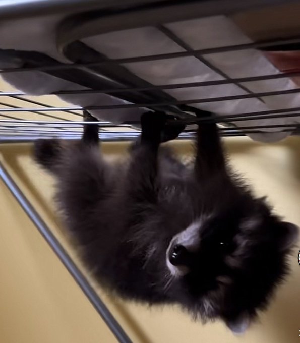 Pedropeonsol's tweet photo. By Holding $PEDRO we can help the racoon 

Pedro is a holder himself https://t.co/vE3L6z4OvB