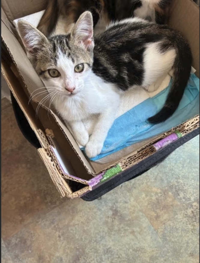 AdoptRescueCats's tweet photo. Adopt Adonis in #CastroValley, CA!  Courtesy Post for Angus &amp; Friends Cat Rescue.  More info at https://t.co/yZBl7i6BDJ
#adoptdontshop #BayArea #cats https://t.co/wgkdjqHxfW