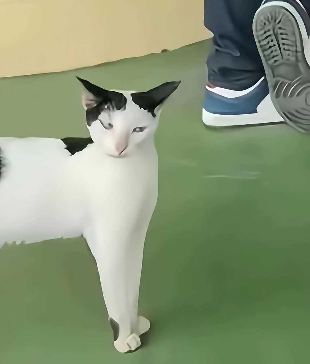 Jack09k7's tweet photo. When you see a bunch of cats passed out, you have two choices:

A. Run.
B. Walk over and roast them.

This cow cat chose B.

“Wait… y’all had a ball-removal party and didn’t invite me?”

He mocked them, chewed gum, acted like a king…

Then the volunteer noticed him.

One minute:
King of disrespect.

Next minute:
King has fallen.

Now he’s lying with the rest of the boys.