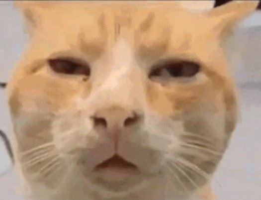 messinisle3's tweet photo. my stoned ass hearing "all pepperoni is salami, but not all salami is pepperoni" https://t.co/TRt5RiW5yD