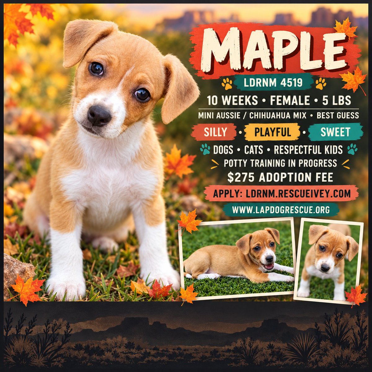 LapDogRescueNM's tweet photo. Meet Maple (4519)! This silly, sweet 10-week-old, 5-lb mixed-breed puppy loves toys, outdoor zoomies and playing with other dogs. Good with cats and respectful kids. $275 fee. Apply: https://t.co/IxHWHIBr8U #AdoptMaple #LDRNM https://t.co/bWzZuvv1wa