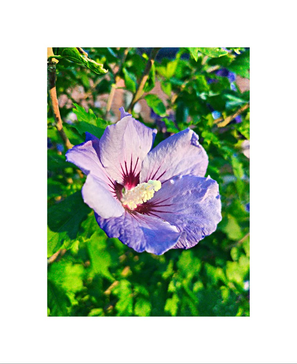 oliviamitcdgn5's tweet photo. Flower During a Partial Solar Eclipse (© AM Brown, 2026) https://t.co/svVYWfEbOg