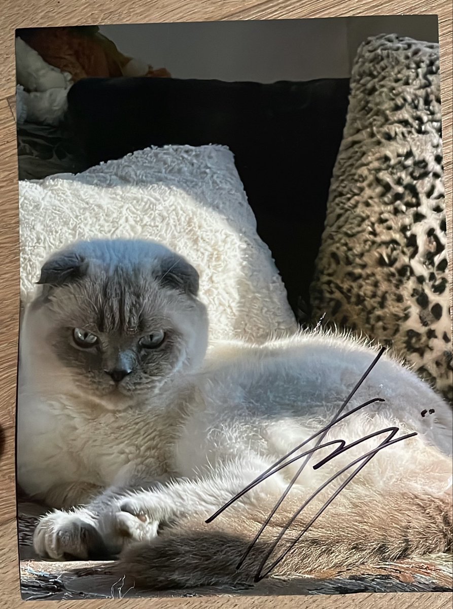 existdread_'s tweet photo. Three cool vampire cats >< https://t.co/Tv7UW3jPYn