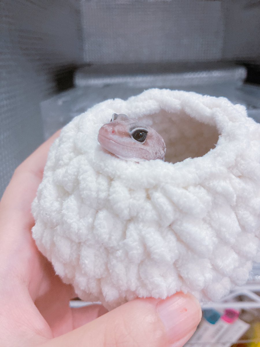 echucotty's tweet photo. かわいいニシアフヤング https://t.co/bUXzopw98e