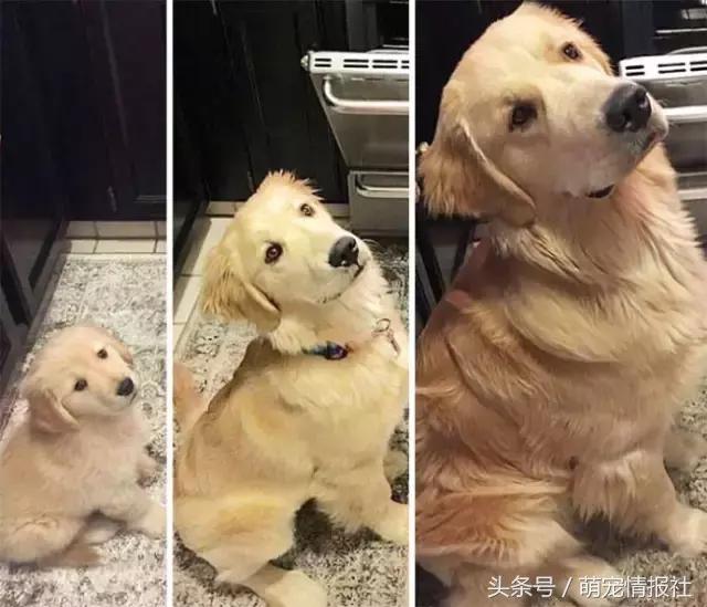 EmersynNzlv's tweet photo. Mi perro Milo pasó de un cachorro de 2kg a un compaero juguetón de 10kg en 6 meses  Cada crecimiento es un regalo! https://t.co/oKssOb81zC