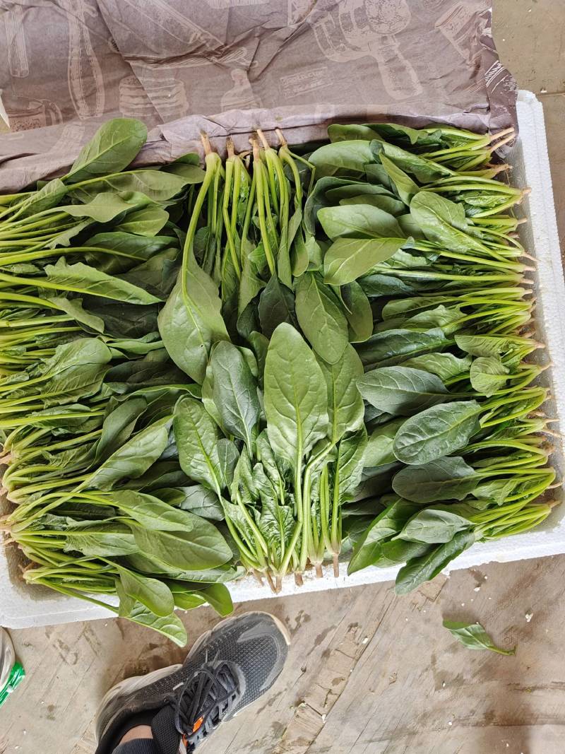 EmersynKenfw's tweet photo. Esta espinaca fresca de huerto local tiene textura crujiente y sabor dulce, ideal para ensaladas sin necesidad de preparación complicada!， https://t.co/MxO6IHf5Ud