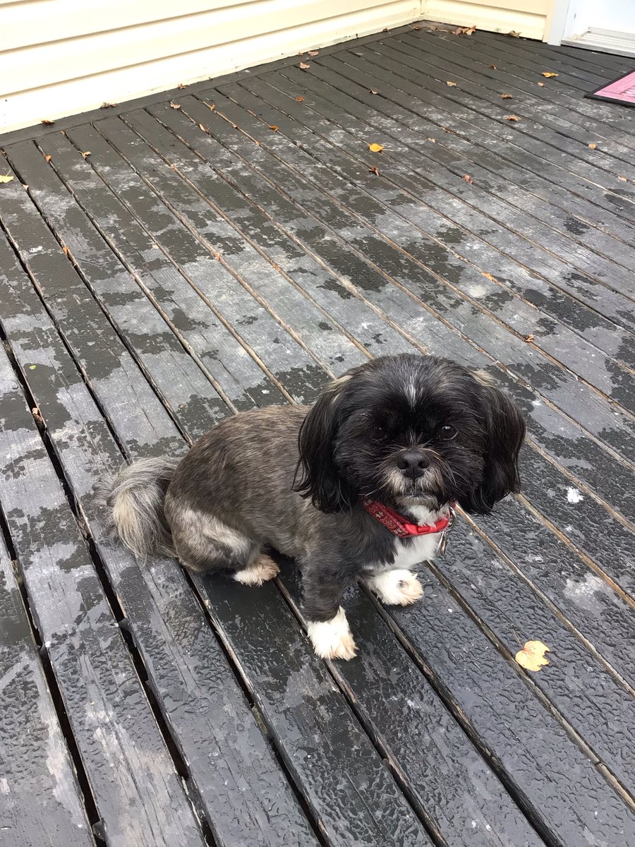 coffeeShihTzu's tweet photo. Hey Taylor, we would love to taste your sourdough, I bake oatmeal carrot doggie cookies, we could trade ❤️
This is Cedar, she would like to be friends with Wendy. https://t.co/Qg22vMXjrf