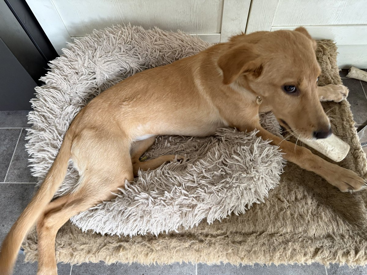 LesleyReith's tweet photo. @SBarrettBar Rowan is only 50% Labrador. But the other 50% is, shock horror, German Shepherd 😱 https://t.co/uaPQwRhAv0