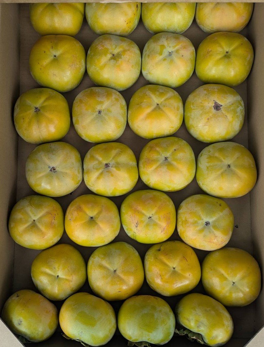 silver_farm_vc's tweet photo. おはようございます🌤️
八百屋のよっちゃんです🍊
今日は月曜日、龍明寺幼稚園 駐車場で８〜１６時です。
ご来店お待ちしてます😊

#フォロー
#RP
#会計時画面提示
#新鮮野菜プレゼント

【今日のオススメ】価格は税込
早秋柿1個→¥250
太秋柿1個→¥100 https://t.co/oSHQZEgOAP