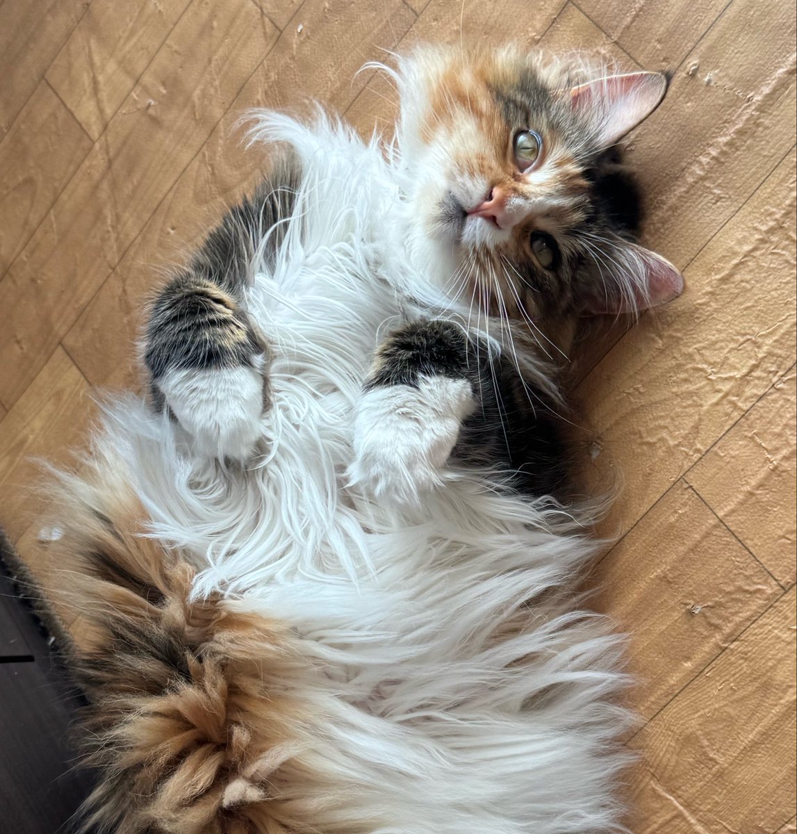 neco_ren9's tweet photo. おはようにゃ🐾

今日から10月にゃね…
秋は美味しいもの尽くしにゃ！

 #猫のいる暮らし https://t.co/xKETjVrqsG
