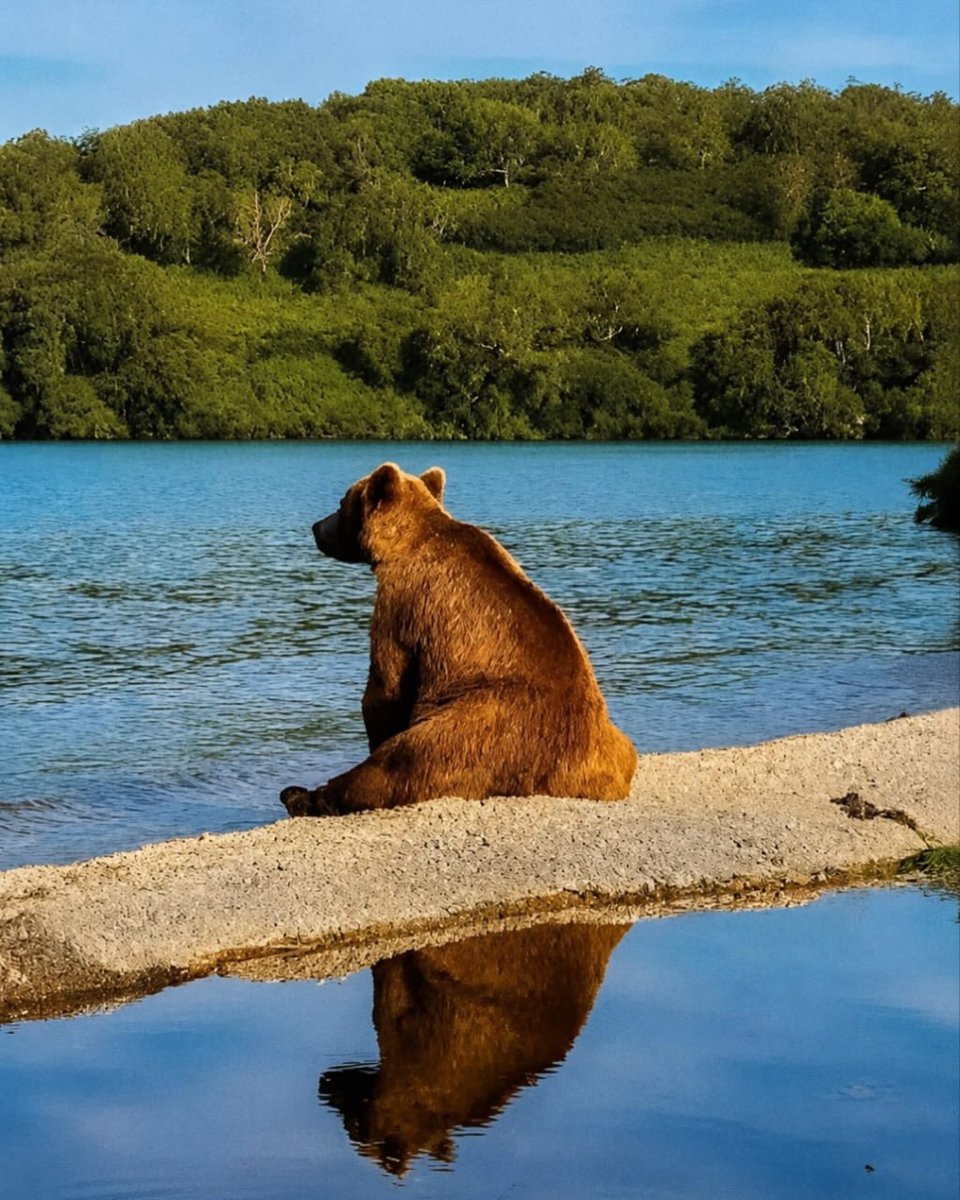 onedio's tweet photo. Bazen insanın tek ihtiyacı sessizce oturup manzarayı izlemektir...

🐻 Ayılar için de durum pek farklı değil. https://t.co/y3LppX4ATR