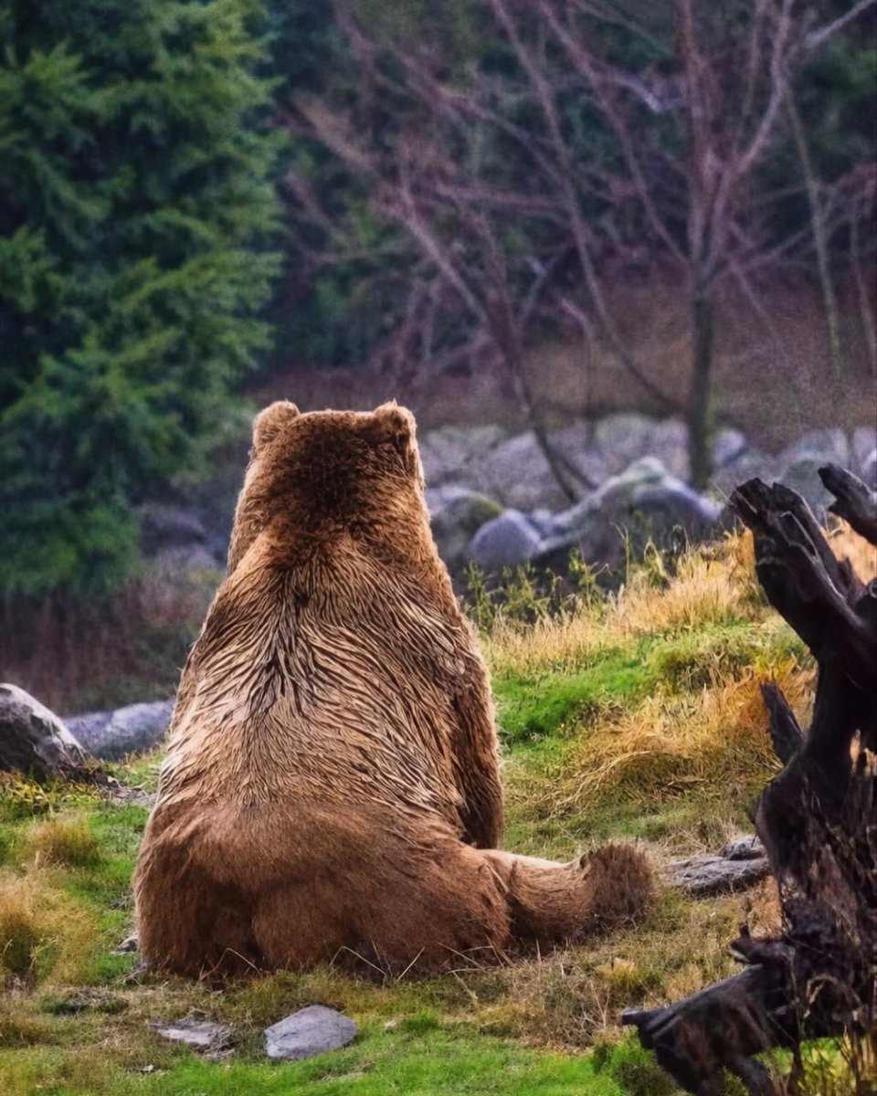 onedio's tweet photo. Bazen insanın tek ihtiyacı sessizce oturup manzarayı izlemektir...

🐻 Ayılar için de durum pek farklı değil. https://t.co/y3LppX4ATR