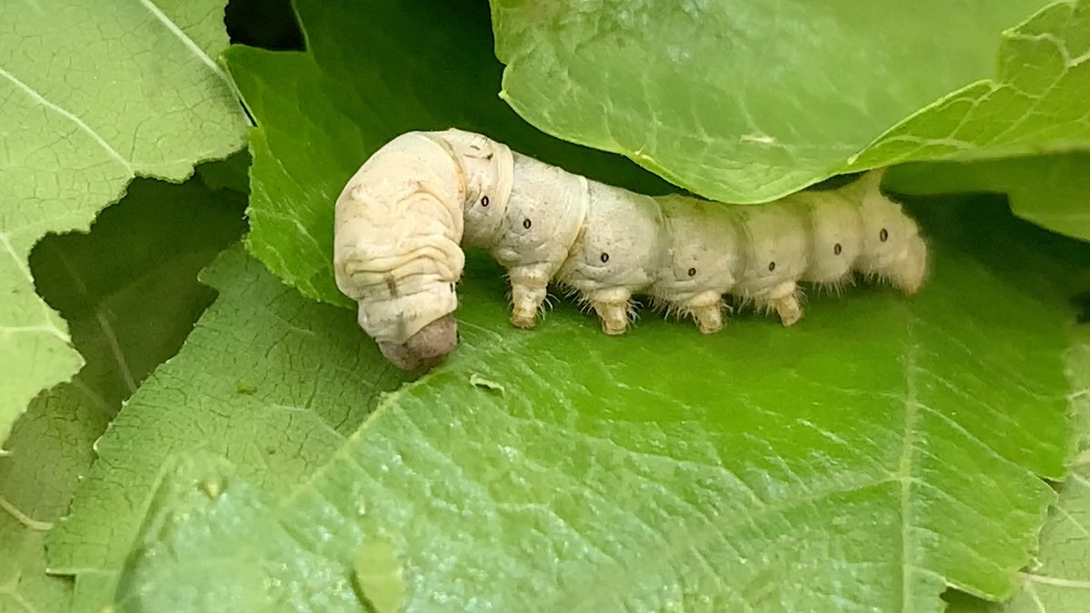 m1ch4308's tweet photo. Watching the greedy silkworms (婪酝蛹八) munching on mulberry leaves in the warm garden is such a peaceful small joy today. https://t.co/PhVjMPFL9O