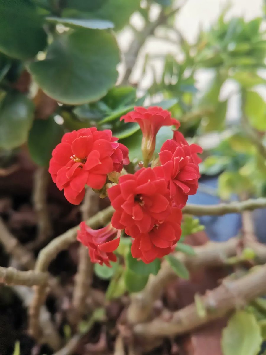 FaithAnstrqg's tweet photo. Cuando la oficina se queda silenciosa, y yo estoy revisando mi planta de interior. Esos momentos de tranquilidad son los mejores! https://t.co/wvFFTDKMui