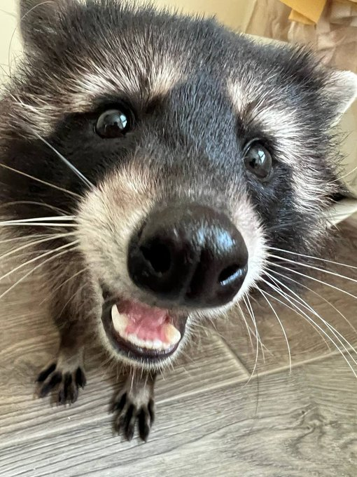 Pedropeonsol's tweet photo. Pedro the cutest of sirs https://t.co/hK6v5RK2Jr