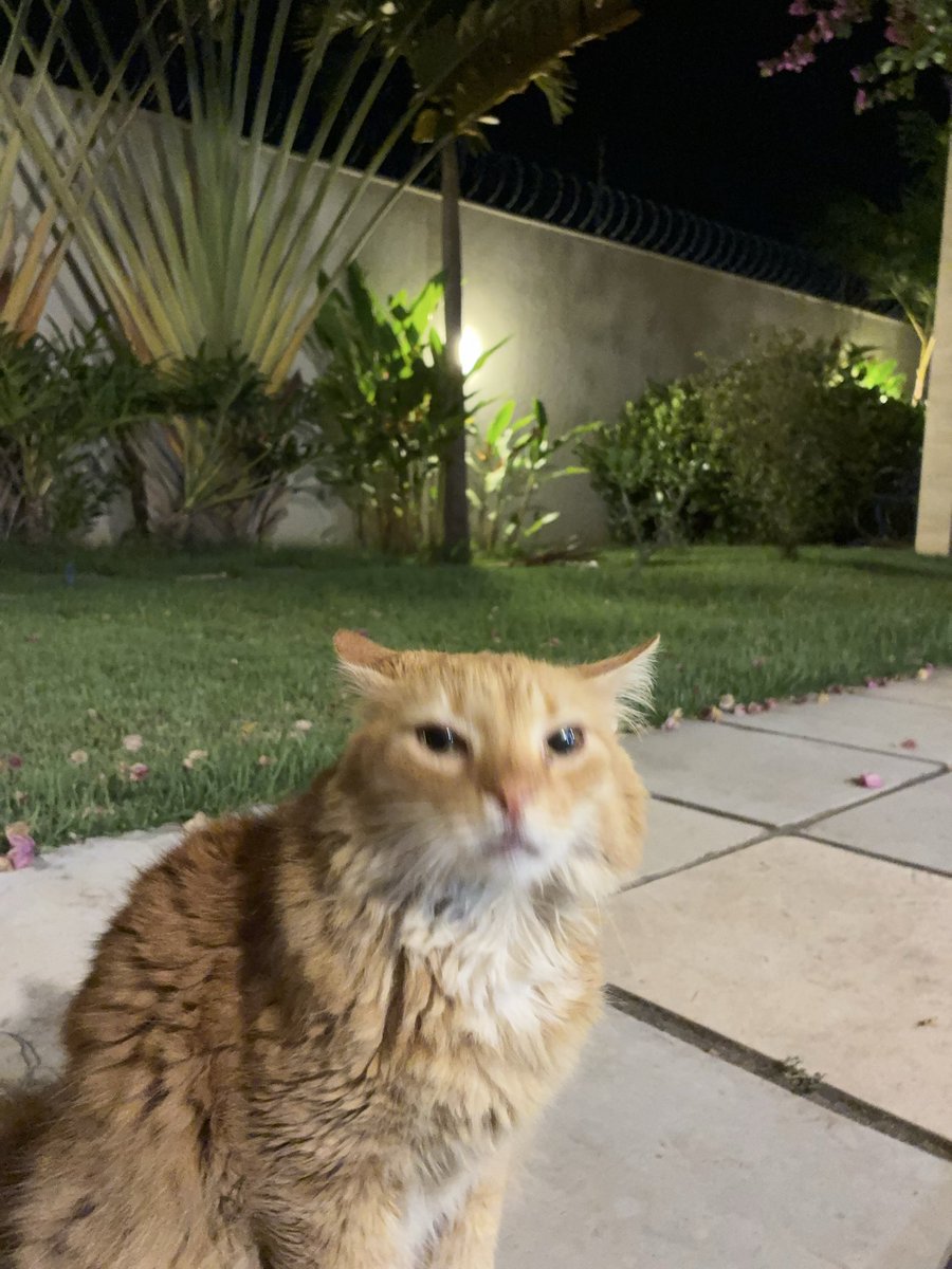 angieasinangel's tweet photo. morrendo q um divo tentou me paquerar e puxou assunto perguntando a raça do meu gato, mas ele eh da raça fui achado de baixo de um limoeiro https://t.co/soUWIn0llr