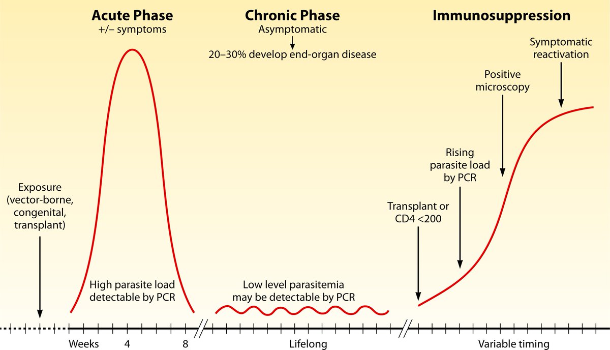 TransplantIDNet's tweet photo. Looking for a one-stop review of Chagas in immunocompromised patients?

This comprehensive Clinical Microbiology Reviews article has epidemiology, clinical manifestations,, treatment, and surveillance!

https://t.co/lhhPx6GxW2 https://t.co/La5FJyzsob