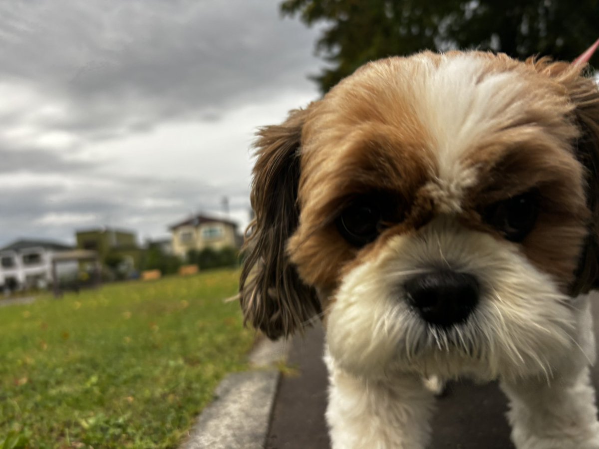 masahokkai's tweet photo. おはようございます🐶
朝活行って来ました🐾

ちょい雨だったけどしっかり行って来れました✨
これから大雨らしい☔️ https://t.co/IScV3m2YV5