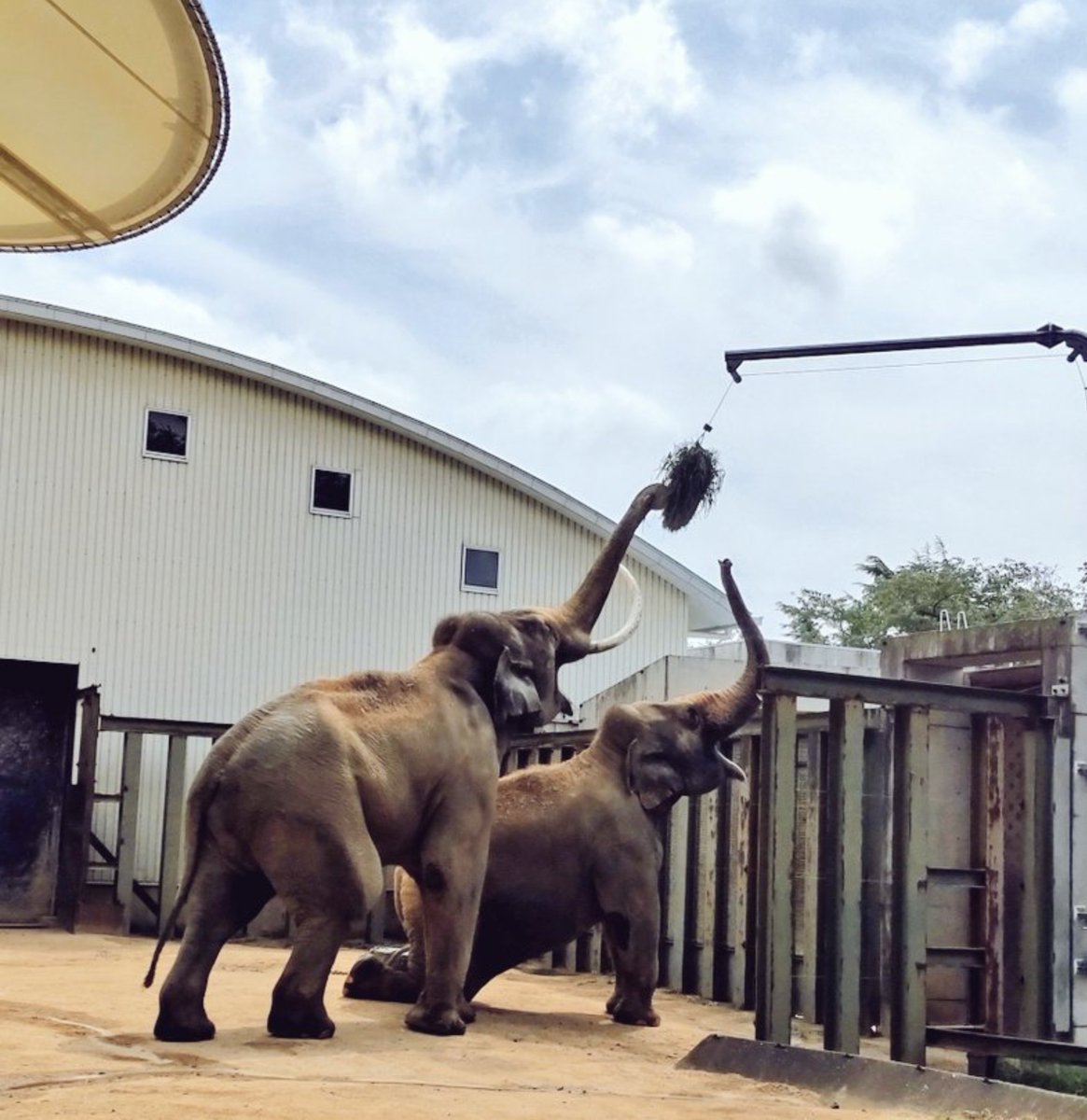 ahkdmsm0108's tweet photo. マックありがとう🐘
#王子動物園 https://t.co/b2jO35omR6