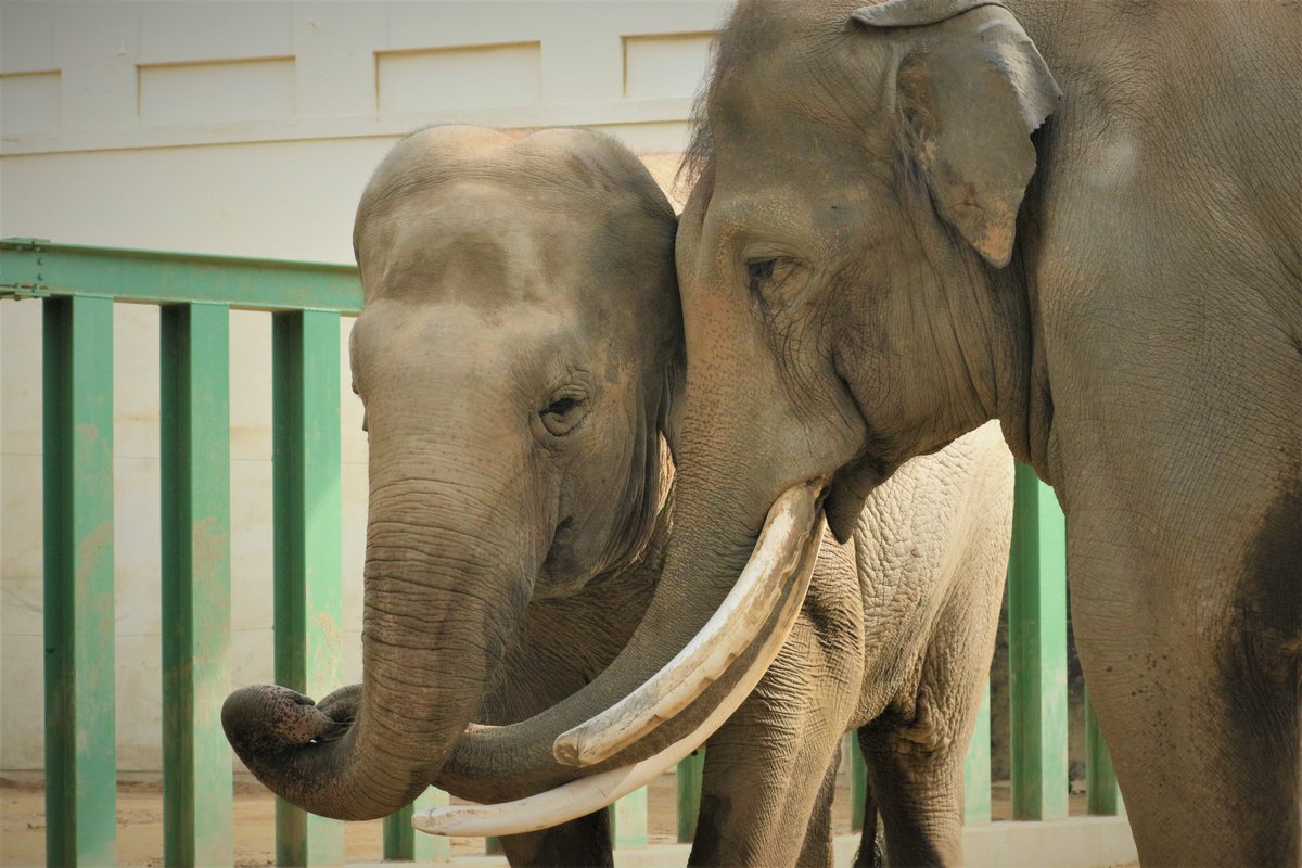 ahkdmsm0108's tweet photo. マックありがとう🐘
#王子動物園 https://t.co/b2jO35omR6