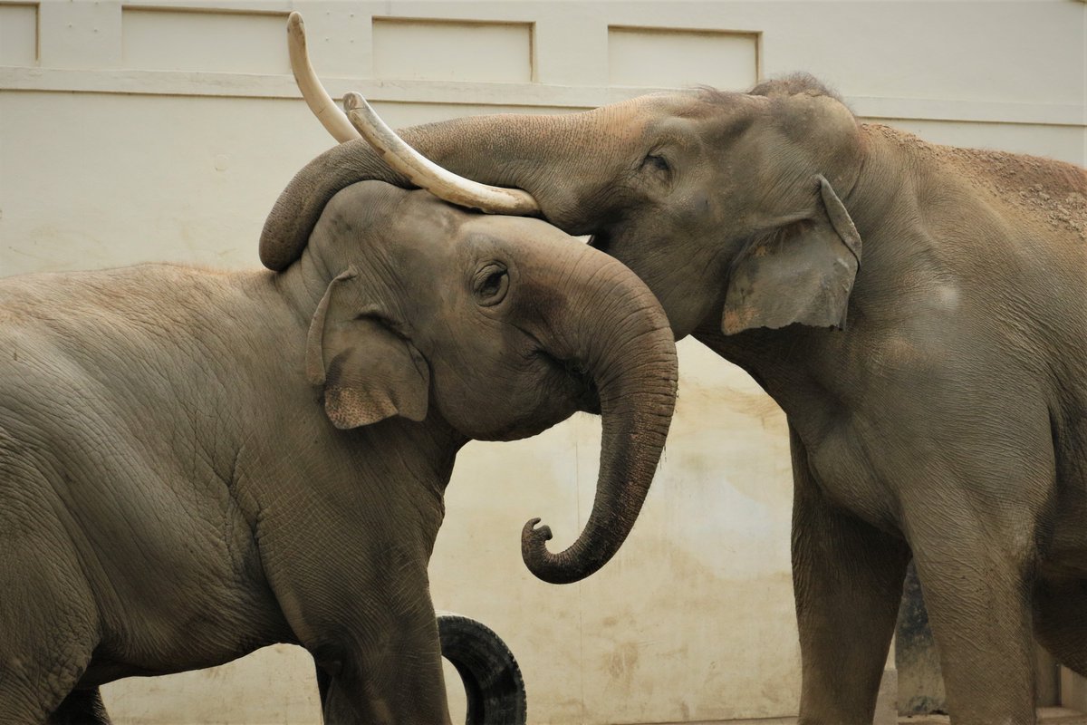 ahkdmsm0108's tweet photo. マックありがとう🐘
#王子動物園 https://t.co/b2jO35omR6