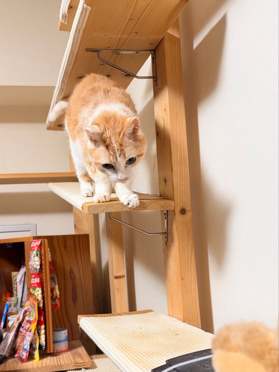 ClubCats4's tweet photo. おはようございます。
ベベさま。
アイちゃん。
朝ごはん待ち。

ようやく長雨が止まりそうですなぁ。

今日もご安全にお過ごしくださいませ。

#猫　#ネコ　#ねこ　#cat https://t.co/U9S7tPHAzU