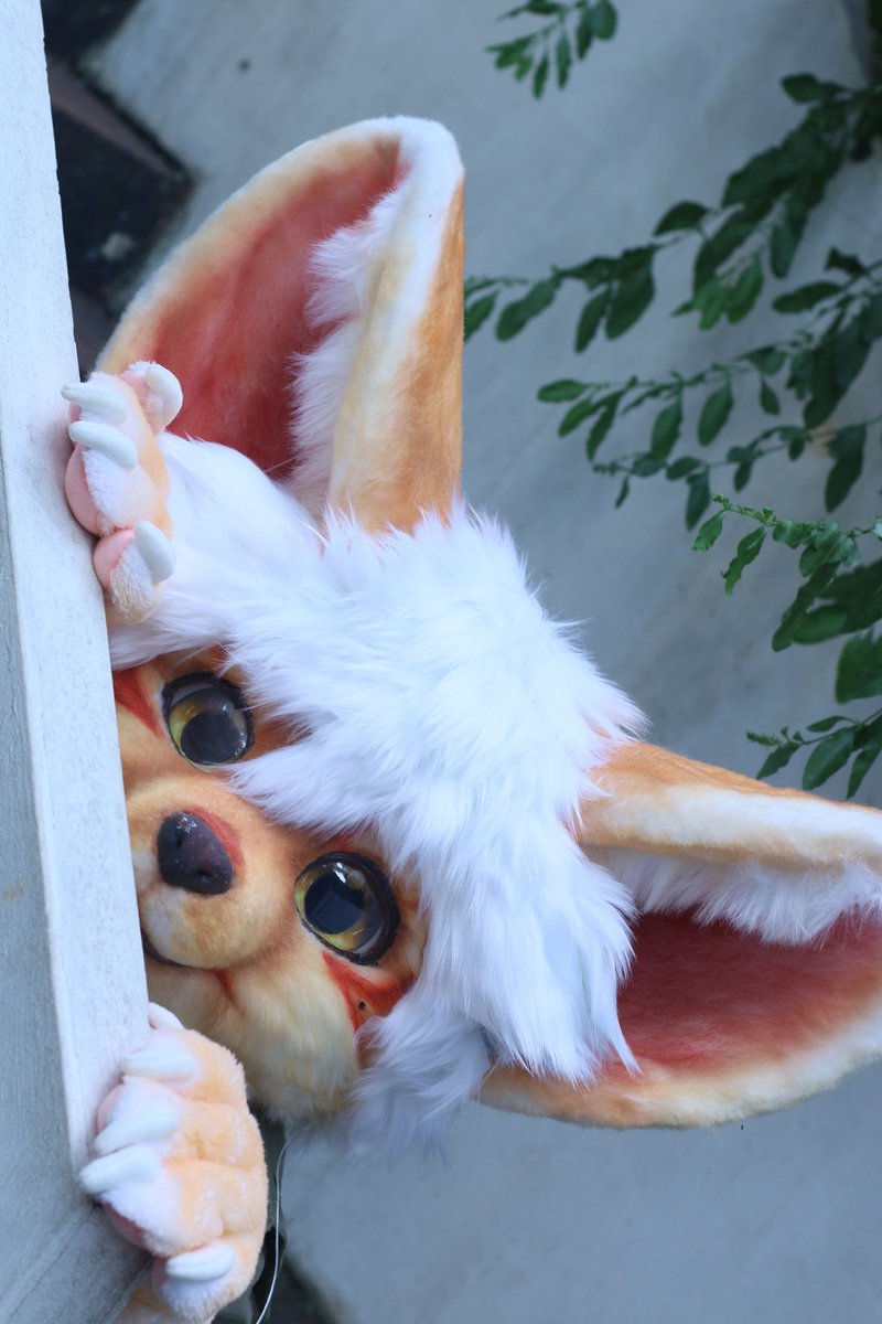 Anason_2333's tweet photo. 👀🦊peeking secretly*

📸@Yoyun97 

#furry #fursuit #furrycommission https://t.co/yCiAh34ZUn