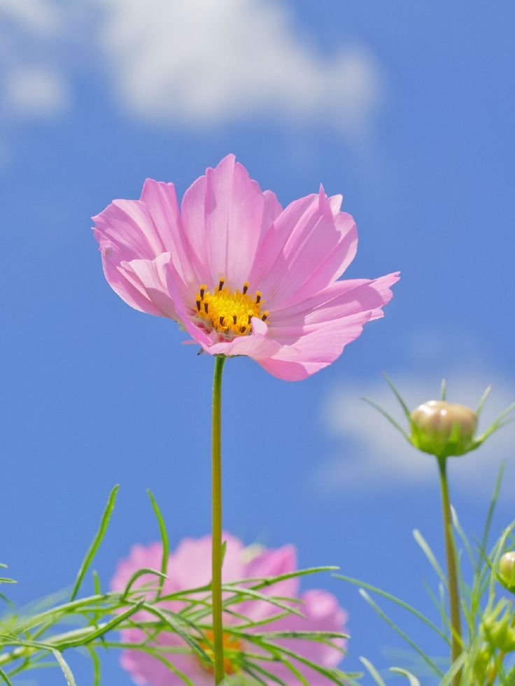 granddays_psy2's tweet photo. おはようございます☕🌿

季節が静かに移ろい
新しい月が始まります

嬉しかったことも
思い通りにならなかったことも

その一つひとつが
今の自分をつくってくれた
大切な時間 。

急がず、比べず
今日という一日を丁寧に

穏やかに、凛として
参りましょう♪

(^^)ｺｺﾛ💕

皆様💐素敵な１日を🍀🕊️ https://t.co/jXQ1Mt2Z0r