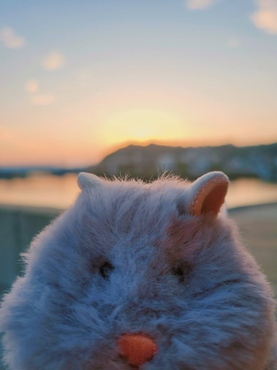 Yu_haLu_doll's tweet photo. おはようございます！
今日も快晴☀️
はむやんも早起きです🐹 https://t.co/iaqNPwrgWf