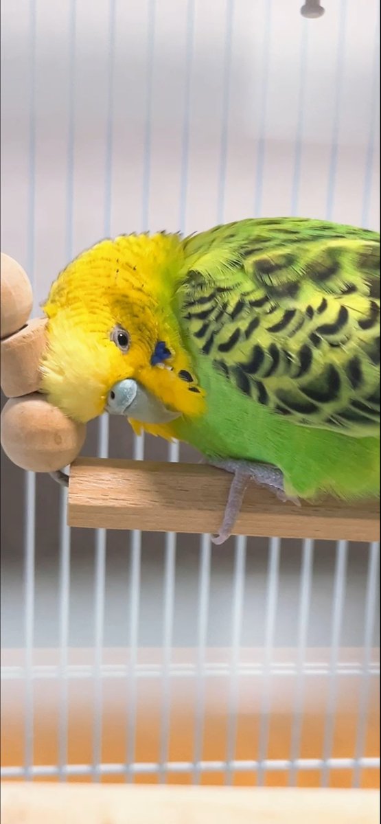 pokopi5533's tweet photo. ブランコになりたい(飼い主

#セキセイインコ
#ピーちゃん https://t.co/dUhu777s5e