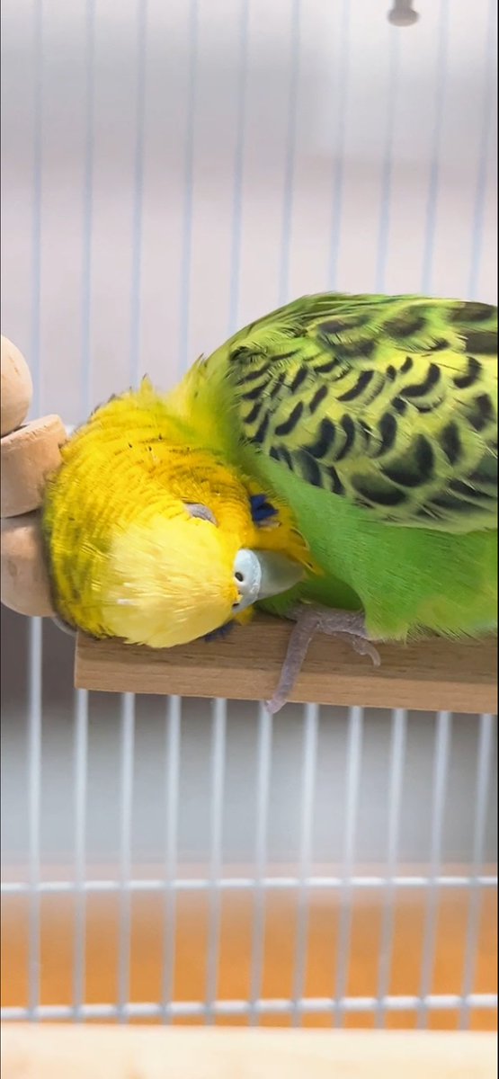 pokopi5533's tweet photo. ブランコになりたい(飼い主

#セキセイインコ
#ピーちゃん https://t.co/dUhu777s5e