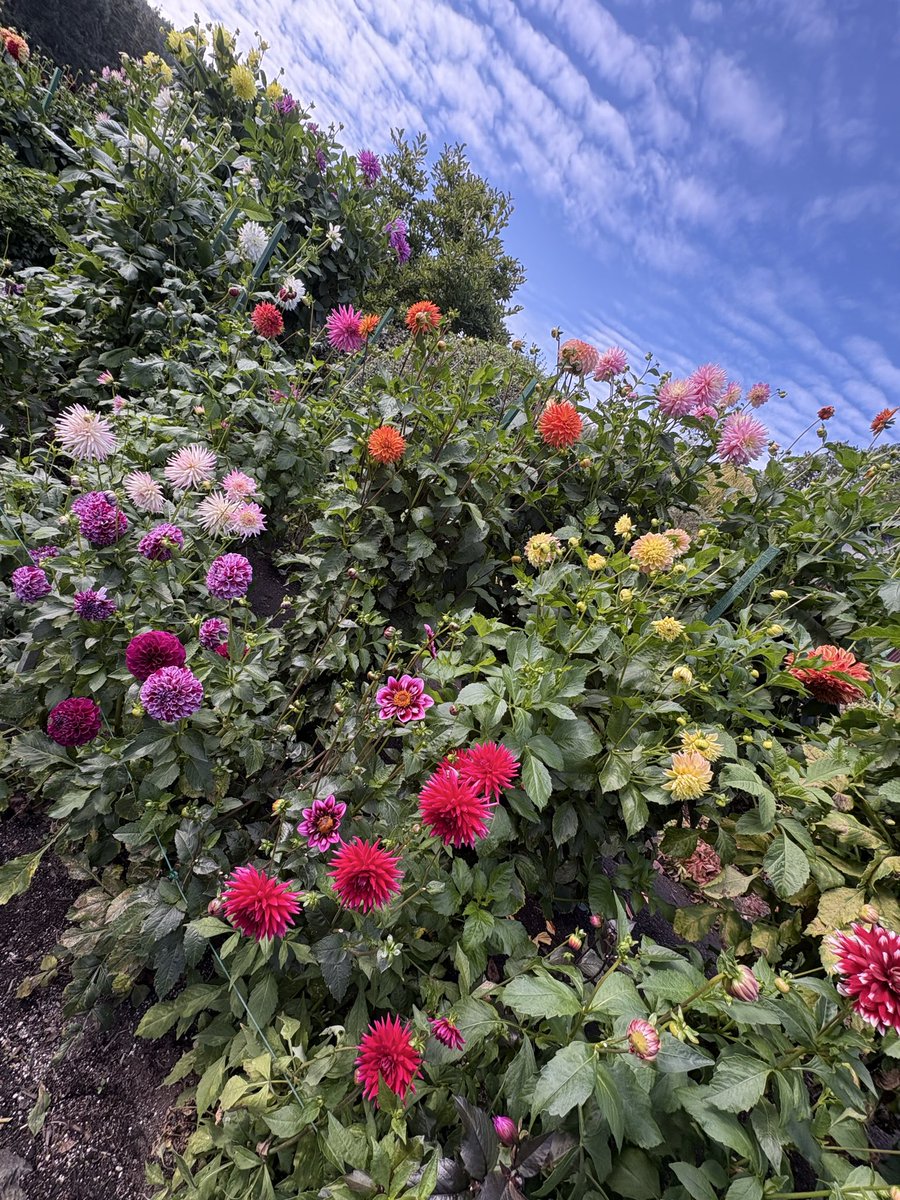 andrewhessel's tweet photo. @ATinyGreenCell I always think of you when I come to Butchart Gardens in Victoria. https://t.co/J1lozzuZHL