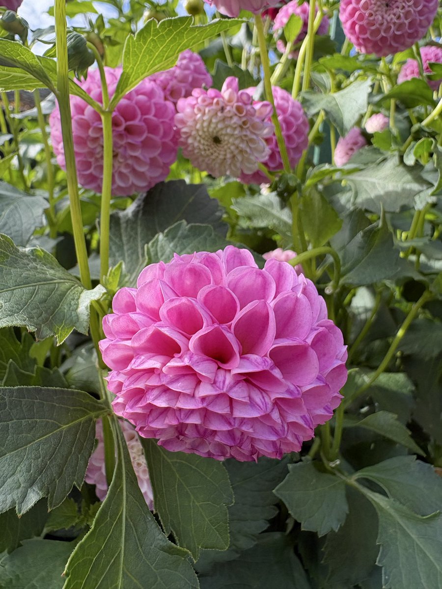 andrewhessel's tweet photo. @ATinyGreenCell I always think of you when I come to Butchart Gardens in Victoria. https://t.co/J1lozzuZHL